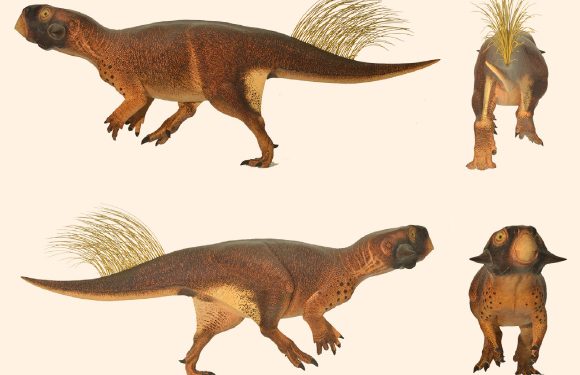 115-Million-Year-Old Dinosaur Fossil Recovered from Deep Drill Core in China