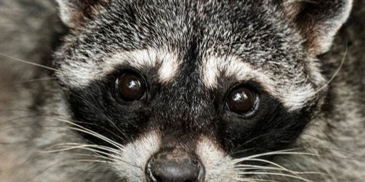 AI And The Wildlife Equation
