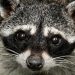 AI And The Wildlife Equation