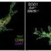 Microglia caught eating living motor neurons in ALS mice via unexpected immune pathway