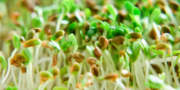 Sprouts tied to outbreak in Minnesota, Wisconsin and possibly other states
