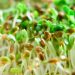 Sprouts tied to outbreak in Minnesota, Wisconsin and possibly other states
