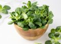 Cheese and lettuce behind French Cryptosporidium outbreaks