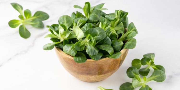 Cheese and lettuce behind French Cryptosporidium outbreaks
