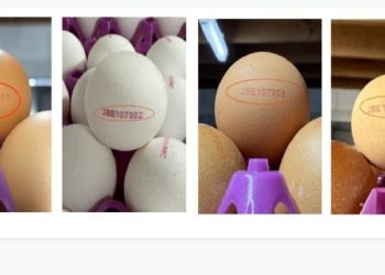 Belgian Salmonella outbreak climbs to 300 cases