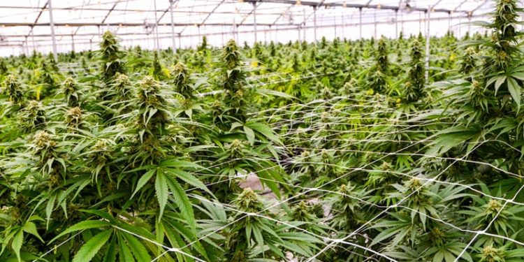 Cannabis Use May Increase Fall Risk in Adults With HIV