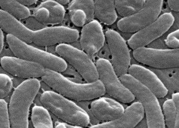 Amid Flesh-Eating Bacteria Deaths, Health Officials Urge Caution for Beachgoers