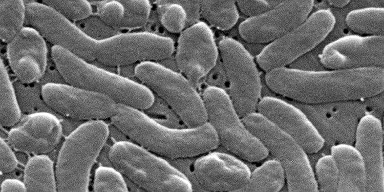 Amid Flesh-Eating Bacteria Deaths, Health Officials Urge Caution for Beachgoers