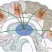 Psychedelics amplify brain connectivity through serotonin receptors, study suggests