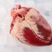 Donor Hearts May Work Better if Stored Slightly Warmer