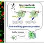A new mechanism for reading extra-long genes in neurons