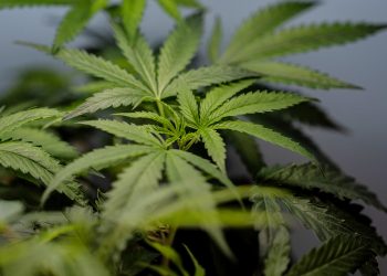 U.S. Sees Big Jump in Nausea Cases Among Frequent Marijuana Users in the Hospital