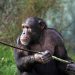 Chimps Hand Down Tools Across Generations