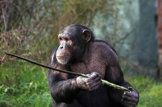 Chimps Hand Down Tools Across Generations