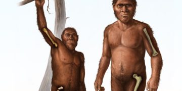 Fossil Evidence Suggests Early Homo Had Abandoned Tree-Climbing by 1.8 Million Years Ago