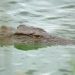 Crocodiles, Hippos, and Malaria Are Just Some of the Dangers in the Congo Basin