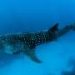 Sharks on the move expose the need for international conservation efforts