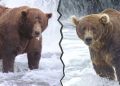 The Fat Bear Week 2026 bracket is here and chunkier than ever