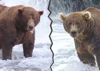 The Fat Bear Week 2026 bracket is here and chunkier than ever