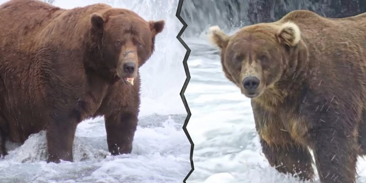 The Fat Bear Week 2026 bracket is here and chunkier than ever