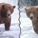 The Fat Bear Week 2026 bracket is here and chunkier than ever