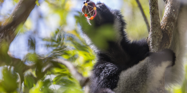 Opera singers and shrieking lemurs share vocalization strategies
