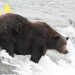 Walker and his big booty fight for Fat Bear Week glory