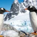 Scientists discover first new penguin species in more than 100 years