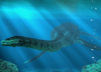 Plesiosaurs vomited indigestible pellets like owls