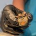 Tiny two-headed turtle found in Cape Cod 