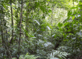 Sixteen Years After 12,000 Tons of Orange Peels, a Costa Rica Forest Grew Back