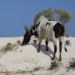 On ancient Madagascar, large native herbivores paid the price as introduced livestock spread