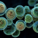 CDC, FDA say Cyclospora outbreak more widespread that originally thought