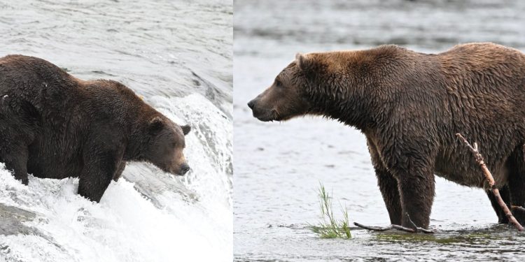 Fat Bear Week Round 1, Part 2 results: A former champion falls and a big butt moves on