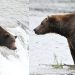 Fat Bear Week Round 1, Part 2 results: A former champion falls and a big butt moves on