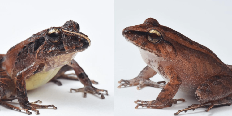 Frogs wear bacterial suits of armor to fight off deadly fungus