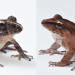 Frogs wear bacterial suits of armor to fight off deadly fungus