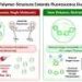 Scientists develop more photostable near-infrared fluorescent dye for longer surgical imaging