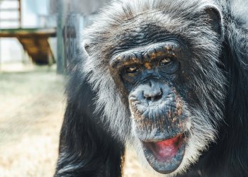 Blind chimp in Louisiana regains sight after cataract surgery