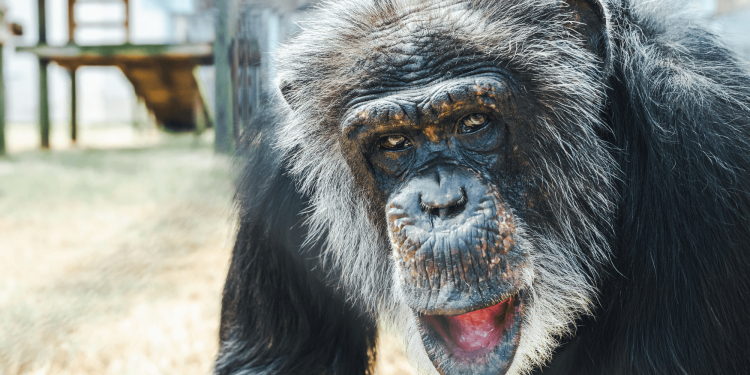 Blind chimp in Louisiana regains sight after cataract surgery
