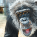 Blind chimp in Louisiana regains sight after cataract surgery