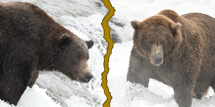 Fat Bear Week, Round 2 results: Bucky Dent, Backpack, 132, and 910 triumph