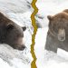 Fat Bear Week, Round 2 results: Bucky Dent, Backpack, 132, and 910 triumph