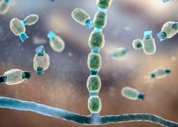 Novel Antifungal Shows Activity in Valley Fever