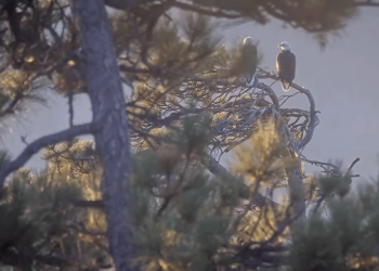 Bald eagles Shadow and Kaydee share a peaceful morning, Jackie’s memorial service approaches