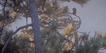 Bald eagles Shadow and Kaydee share a peaceful morning, Jackie’s memorial service approaches