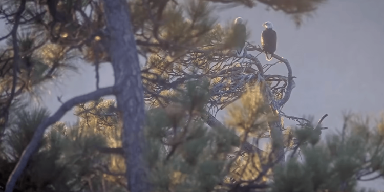 Bald eagles Shadow and Kaydee share a peaceful morning, Jackie’s memorial service approaches