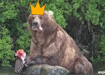 Bear #89 (Backpack) wins Fat Bear Week 2026
