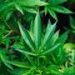 One in nine older adults who use cannabis may meet criteria for cannabis use disorder