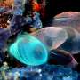 How sea squirts perceive underwater noise